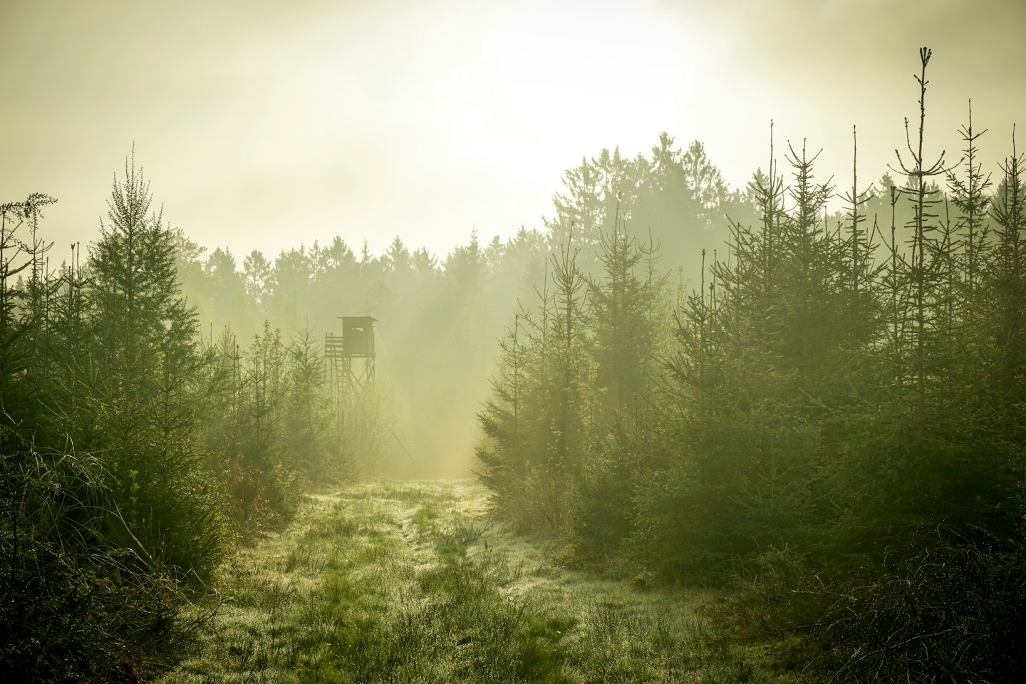 Kuuraa peittävä polku johtaa metsässä olevaan metsästyskojuun.